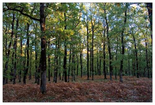 Bosque Foloi