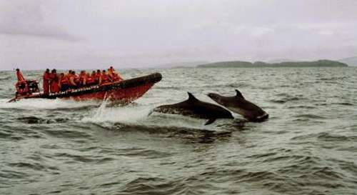 Delfines en Grecia