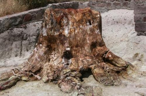 Bosque Petrificado de Lesbos, Geoparque Europeo Unesco, Islas Egeo