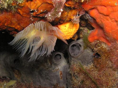Museo de conchas marinas de Poros