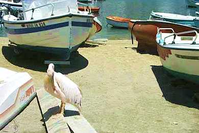Puesta de sol en Mykonos, con mascotas Puesta de sol en Mykonos, con mascotas