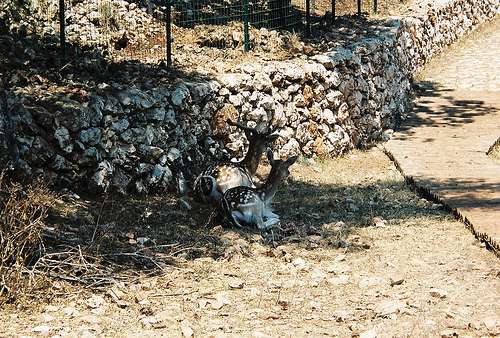 Askos, el parque de piedra de Zante