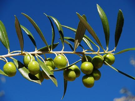 planta de olivo