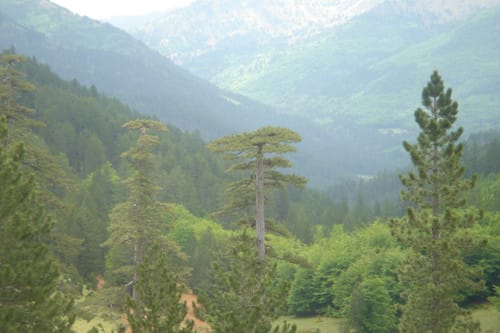 Milia y los fósiles gigantes de Grevena Milia y los fósiles gigantes de Grevena